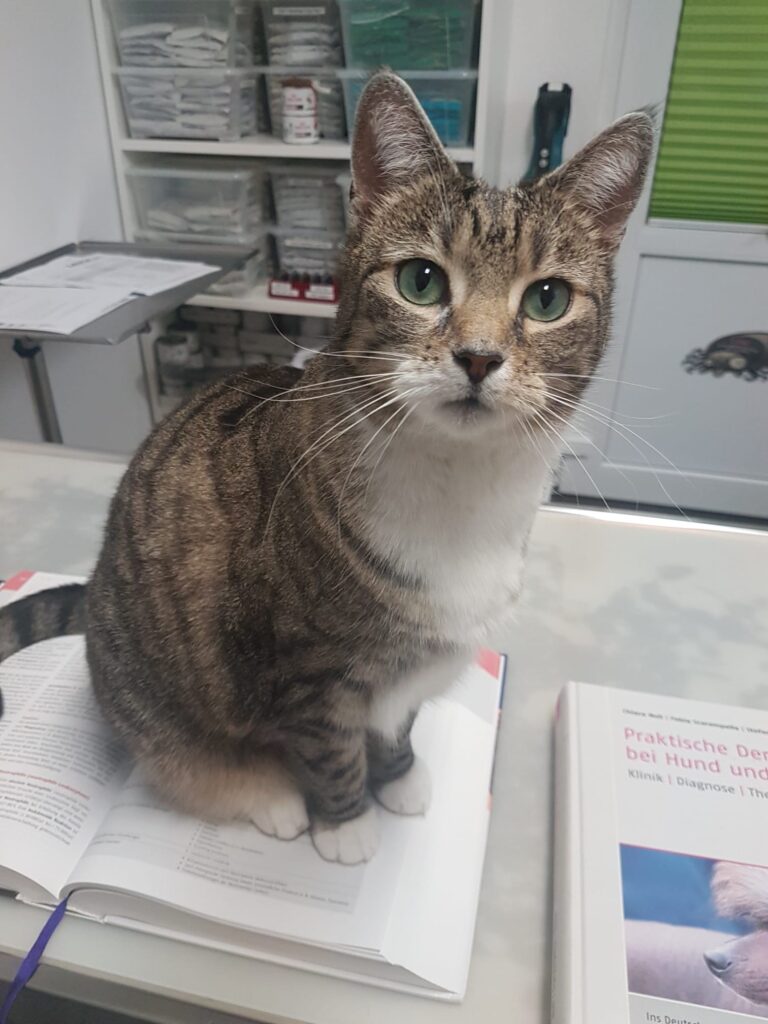 Eine sehr belesene Praxiskatze