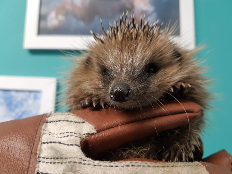 Wildtierbehandlung Igel